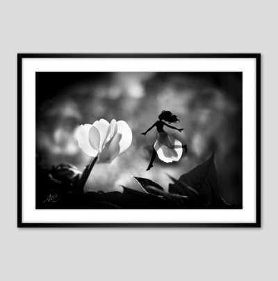 Le cyclamen